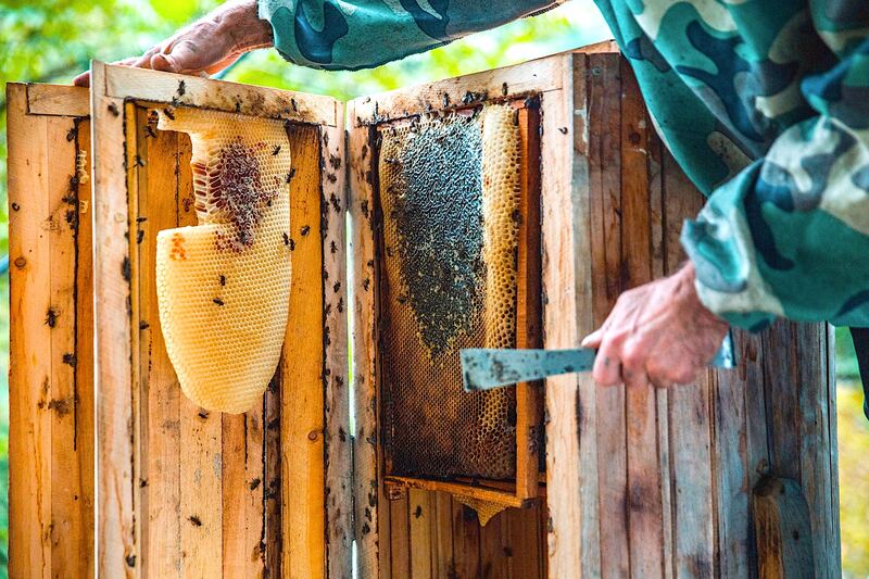巣箱から蜂蜜の詰まった巣板を取り出す養蜂家